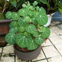 多肉招财龟 山乌龟 奇特植物盆栽 防辐射吊兰净化空气盆景 爬藤绿植铜钱草 旱荷花 奇特植物 红藤山乌龟大 球