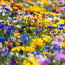 一播大地 波斯菊种子格桑花种籽野花组合菊花种子百日草花种子花卉花海种植高杆矮杆混色四季播种工程花籽 野花组合种子一斤