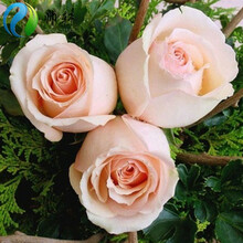 帅轩 玫瑰花种子四季易播 阳台室内盆栽花卉 鲜花种子 马考丁 10粒