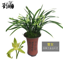 南靖刘阁兰花 金边兰花 雪女 现带花苞出售建兰四季兰花苗好养花卉名品亏本 2苗连体裸根