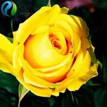 帅轩 玫瑰花种子四季易播 阳台室内盆栽花卉 鲜花种子 黄玫瑰 10粒