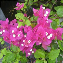 三角梅室内盆栽庭院攀援花卉四季开花植物重瓣花苗三角梅花苗盆景 枚红色4年苗 不含盆