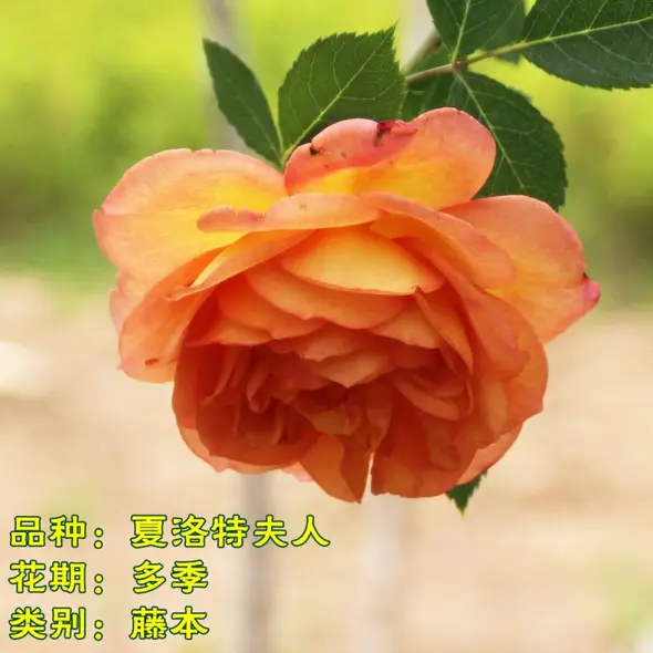 顺之威绿植专营店