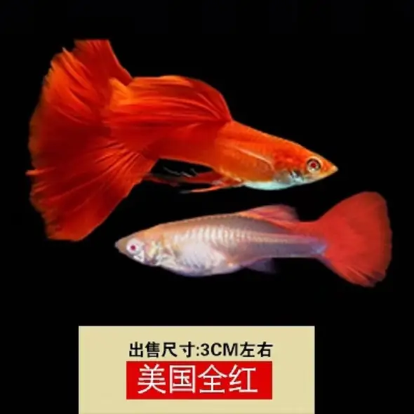 中通宠物生活专营店