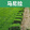 矮生马尼拉草坪1平方