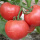 白果强丰大番茄原装约200粒