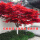 树形优美红枫树5厘米粗1米7左右