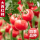 大西红柿苗24棵【常见品种】