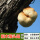 猴头菇木头种-1袋可种300斤木