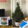 精品云杉圣诞树2.1-2.3米高 0个 0cm