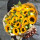 11朵中型向日葵大花束