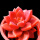 桔红色 姬胧月3-5cm
