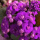 紫色【带花苞】