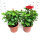 （红色花）大红花2盆  培育盆 高