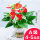 A级红掌-水培玻璃盆(4-5花)