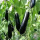 黑长茄子苗(+有机肥)