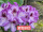 紫色彩虹9厘米盆栽