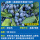 绿宝石-蓝莓中苗35-40cm