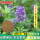 【紫花苜蓿种子净子】1斤