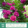 紫袍玉带：大苗一米六高多分枝