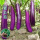 紫长茄苗6棵【高产品种】