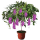 紫玉藤