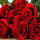 红玫瑰花种子100粒+肥料