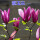 紫玉兰2公分当年开花