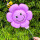 10个紫色蜜蜂雏菊夹片气球