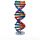 人体基因DNA模型（1套起拍）