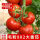 毛粉802大番茄(带土發货)
