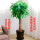 独杆发财树1.6米-1.8米左右含盆