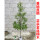 金丝楠木高度50-70厘米杯苗1