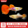白金红尾孔雀鱼（3公3母）