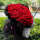 99红玫瑰 情人节