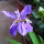 紫花鸢尾20株