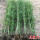 庭院竹1.5厘米粗度5棵