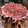 520朵卡布奇诺鲜花花束