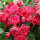 红色龙沙8年苗 当年开花