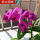 紫霞秋石斛2-3苗