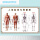 B7-人体肌肉与骼图