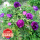 紫色牡丹花苗5-7分枝