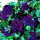 17紫森林30天开花