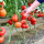 红果番茄苗 12棵 大红番茄