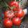 红果番茄苗 6颗 +肥料