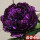 墨紫含金10年苗5-8分枝