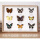 木纹双色边框9蝶