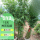 （丛生）40棵凤尾竹高1.2-1.5m