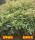 四季桂花20-30厘米100棵