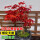 矮化日本红舞姬盆栽